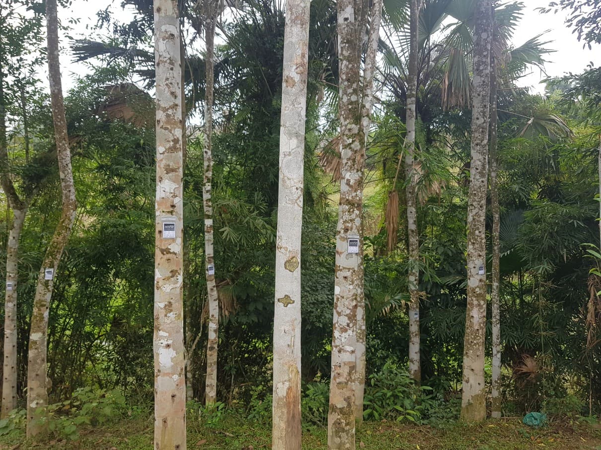 하띤 (Ha Tinh) 농장